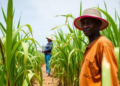 Rwandan Sugarcane Farmers Could Boost Yields Nearly 20 Percent Without Extra Inputs, Study Finds