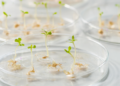 Sainfoin Genes Reveal Gibberellin Role in Seed Germination