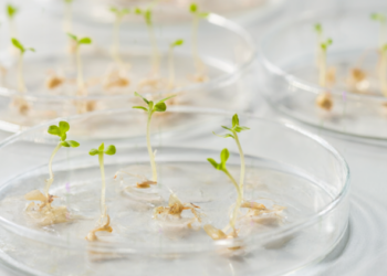 Sainfoin Genes Reveal Gibberellin Role in Seed Germination
