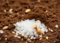 Salt as an Ally: Common Table Salt Boosts Quinoa’s Power to Strip Cesium From Contaminated Soil