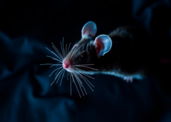 Scaffold Protein AKAP12 Shields Sperm Production From BPAF Damage, Mouse Study Shows