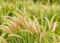 Scientists Build a 50,000-SNP Genetic Toolkit to Decode and Breed the Eurasian Steppe’s Vital Sheepgrass