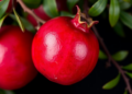 Scientists Crack the Pomegranate Code: PgMYB10 Emerges as Master Switch for Red Pigment