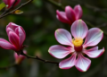 Scientists Decode the Giant Genome of a Rare Red-Flowered Magnolia