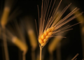 Scientists Find a Chromosome 5D Hotspot That Helps Wheat Sprout Under Drought