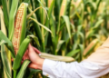 Scientists Pinpoint DNA Regions That Could Make Maize Better Cattle Feed