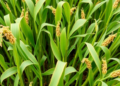 Scientists Pinpoint Drought-Tough Mung Bean Lines by Merging Field Trials with DNA Markers
