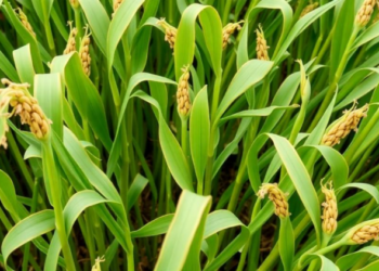 Scientists Pinpoint Drought-Tough Mung Bean Lines by Merging Field Trials with DNA Markers