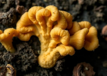 Scientists Strip Deadly Fungus of Its Defenses, Turning a Static Drug into a Killer