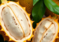 Scientists Uncover Hidden Diversity in Jackfruit, From Antioxidants to Cooking Texture