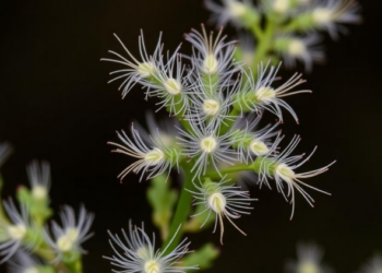 Scientists Uncover the Genetic Switch Behind Mugwort’s Silvery Armor of T-Shaped Hairs