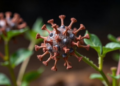 Scientists engineer self-arming immune receptors to give crops broad-spectrum virus resistance