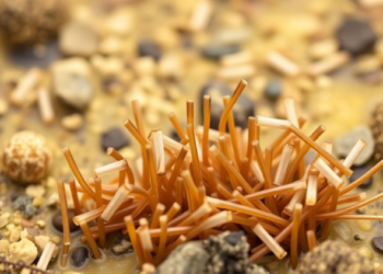 Seagrass Microbes from Tanzania Hint at New Antibiotic Sources