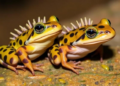 Seasonal Chest Spines Give Male Spiny Frogs a Reproductive Edge, Study Finds