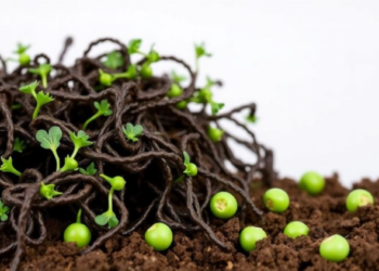 Seaweed and Soil Bacteria Team Up to Shield Peas from Salt Stress