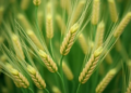 Selection Reshapes the Wheat Genome in Just Three Rounds of Breeding