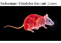 Selenium Shields the Liver: Trace Element Preserves Bile Pump and Blocks Cholestatic Damage in Rats