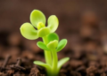 Silencing Two Mitochondrial Transporters Makes Arabidopsis Grow Bigger but Seed Less