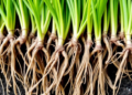 Silicon Helps Mung Bean Beat Salt Stress by Rewiring Roots, Genes and Proteins
