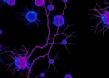 Single Transcription Factor PU.1 Rapidly Converts Fibroblasts into Macrophage-Lineage Cells