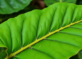 Single bacterial strain recruits microbial allies to break down tobacco leaf polysaccharides over 36 months