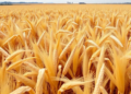 Slow-Release Fertilizer Unlocks Bigger Maize Yields on China’s Salt-Damaged Farmland