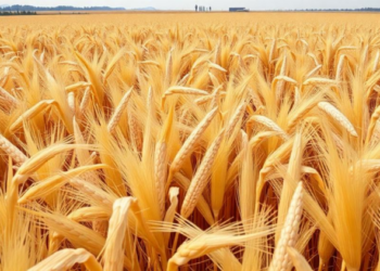 Slow-Release Fertilizer Unlocks Bigger Maize Yields on China’s Salt-Damaged Farmland