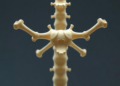 Smart Bone Scaffold Coaxes the Immune System to Rebuild Itself