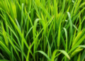 Sperm-cell factor HUAXU breaks the apomixis trade-off in hybrid rice