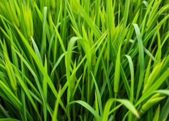 Sperm-cell factor HUAXU breaks the apomixis trade-off in hybrid rice