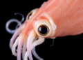 Squid Skin Is Covered in Hair Cells That Could Reveal How Human Hearing Fails