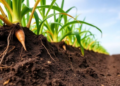 Sugarcane’s Secret Soil Allies: What 42 Studies Reveal About Farming and the Microbiome