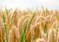 Sulfur-Coated Urea Helps Wheat Fight Salt Stress and Use Nitrogen Better