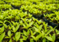 Tea Garden Microbes That Eat Cellulose and Caffeine Could Replace Fertilizers