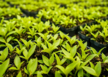 Tea Garden Microbes That Eat Cellulose and Caffeine Could Replace Fertilizers