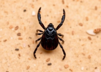 Ticks Keep Spotted Fever Bacteria Alive on Their Own, Study Finds