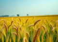 Tiny Boron Doses Supercharge Wheat Yields in Nepal’s Nitrogen-Hungry Fields