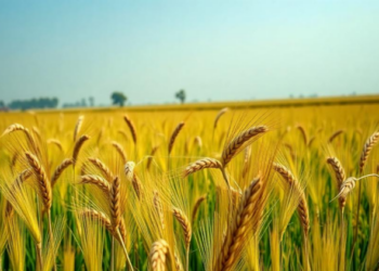 Tiny Boron Doses Supercharge Wheat Yields in Nepal’s Nitrogen-Hungry Fields