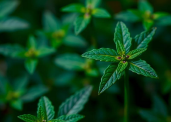 Tiny Carbon Dots Coated in Amino Acids Help Medicinal Plant Fight Cadmium Pollution