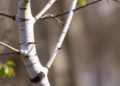 Tiny RNA Switch Helps Birch Trees Survive Drought, Study Finds