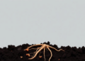 Tobacco Roots Leave a Toxic Legacy in Soil, Study Finds