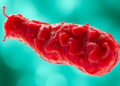 Too Much Oxygen Undermines Vitamin K2 Output in Fermented Meat Bacterium