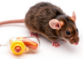 Traditional Chinese Capsule Fights Arterial Plaque by Reshaping Gut Microbes in Mice