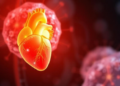 Transplanted Mitochondria Rejuvenate the Aging Heart by Restarting Cellular Cleanup