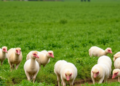 Turkey’s Farms Defy the Environmental Kuznets Curve as Growth Lifts Agricultural Emissions
