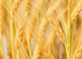 Two Decades of Surveillance Reveal a Wheat Pathogen’s Shifting Virulence and the Genes That Still Hold