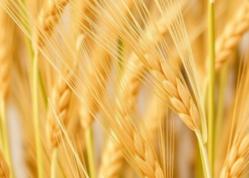 Two Decades of Surveillance Reveal a Wheat Pathogen’s Shifting Virulence and the Genes That Still Hold