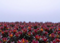 Two Genetic Programs Take Over as Autumn Chills Deepen, Plant Study Reveals