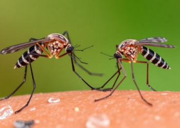 Two Malaria Mosquitoes Are Swapping Genes, Complicating Korea’s Control Efforts