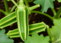 Two Recessive Genes Hold the Key to Okra’s Defense Against a Rising Begomovirus